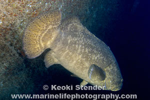 Atlantic Goliath Grouper or Jewfish, Epinephelus itajara