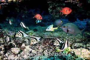 Morwongs sleeping, Fish Hole, Midway, 40 feet, 24mm