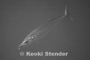 Ono, Corsair, Midway, 60 feet, 90mm