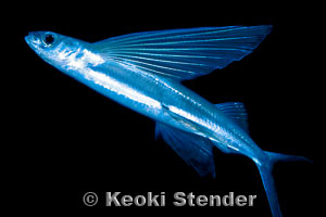 Fishes of Southern California