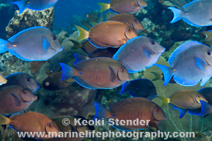 https://www.marinelifephotography.com/fishes/surgeonfishes/acanthurus-chirurgus-03.jpg