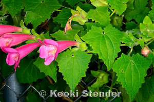 Pink or Fuchsia Flowers