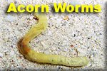 Acorn Worms