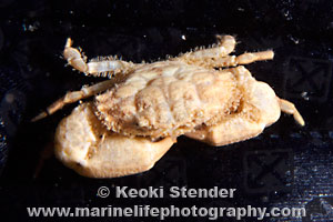 Peeble crab Arcania undecimspinosa Crustaceans  Oddities Curiosities 