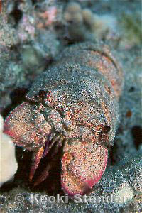 Slipper Lobster, Portlock, 40 feet