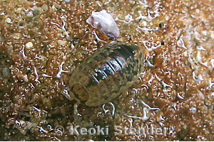 Isopods, Arthropoda, Order Isopoda
