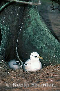 White-tailed Tropicbird & chick, Midway