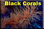 Black Corals