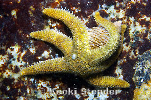 Six-arm Sea Star, Leptasterias hexactis
