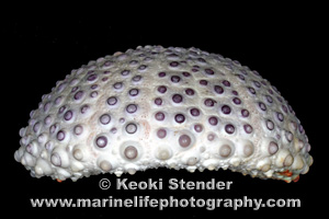 Shingle Urchin, Colobocentrotus atratus