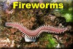 Fireworms