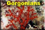 Gorgonians & Sea Fans