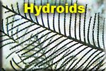 Hydroids