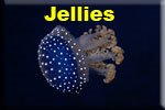 Jellies