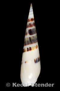 Hastula hectica, Hawaii