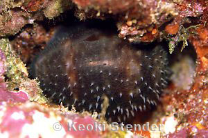 Juvenile Reticulated Cowry, Sharks Cove, Oahu, 25 feet, 90mm