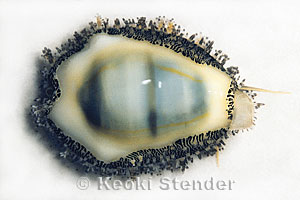Money Cowry, Sandy Beach