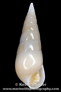 Cuming's Eulimid, Melanella cumingii