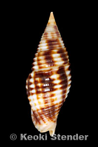 Mitra ferruginea, Oahu