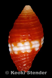 Mitra cucumerina, Oahu