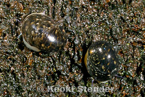 Hawaii Nertile shell Nerita polita Kupe'e set of 2 BIG