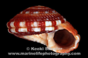 Variegated Sundial, Oahu