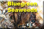 Bluegreen Seaweeds