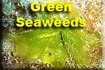 Green Seaweeds