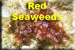 Red Seaweeds