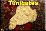 Tunicates & Sea Squirts