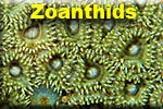 Zoanthid Anemones